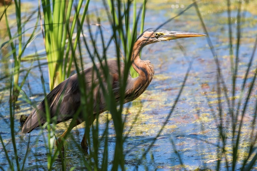 Vogels van het Kromslootpark