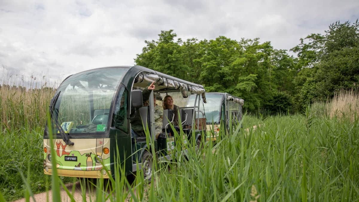 Met de beverbus door het Almeerderhout