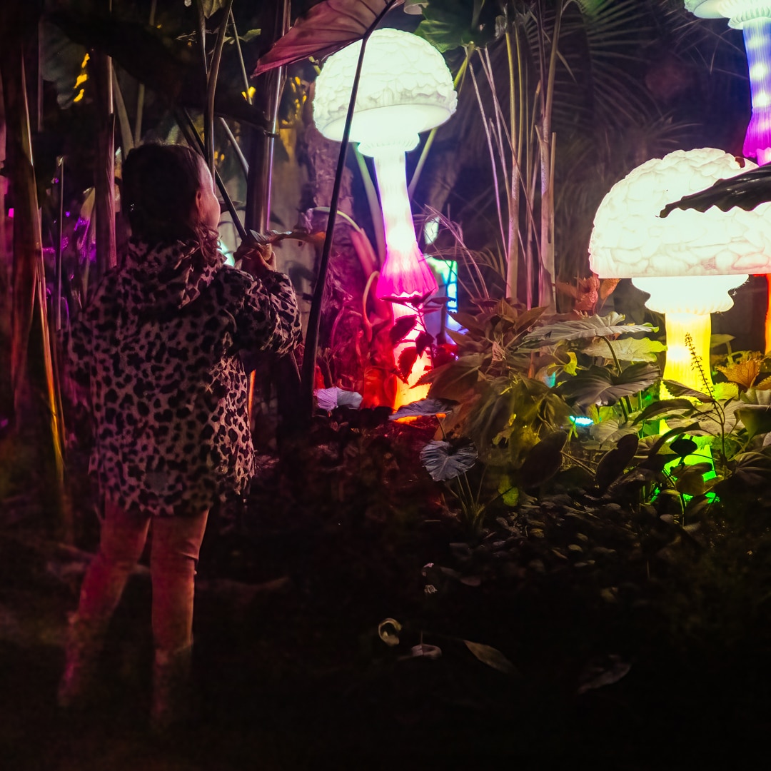 Jungle by Night – Mystieke Safari