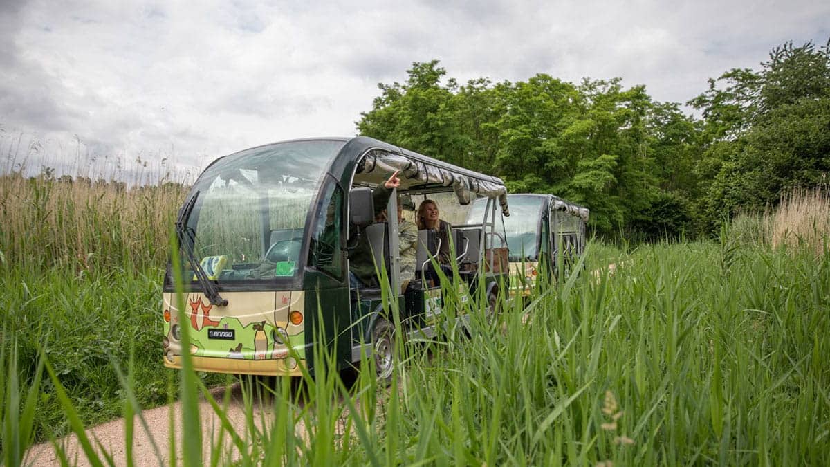 Bedrijfsuitje: met de beverbus door het Almeerderhout