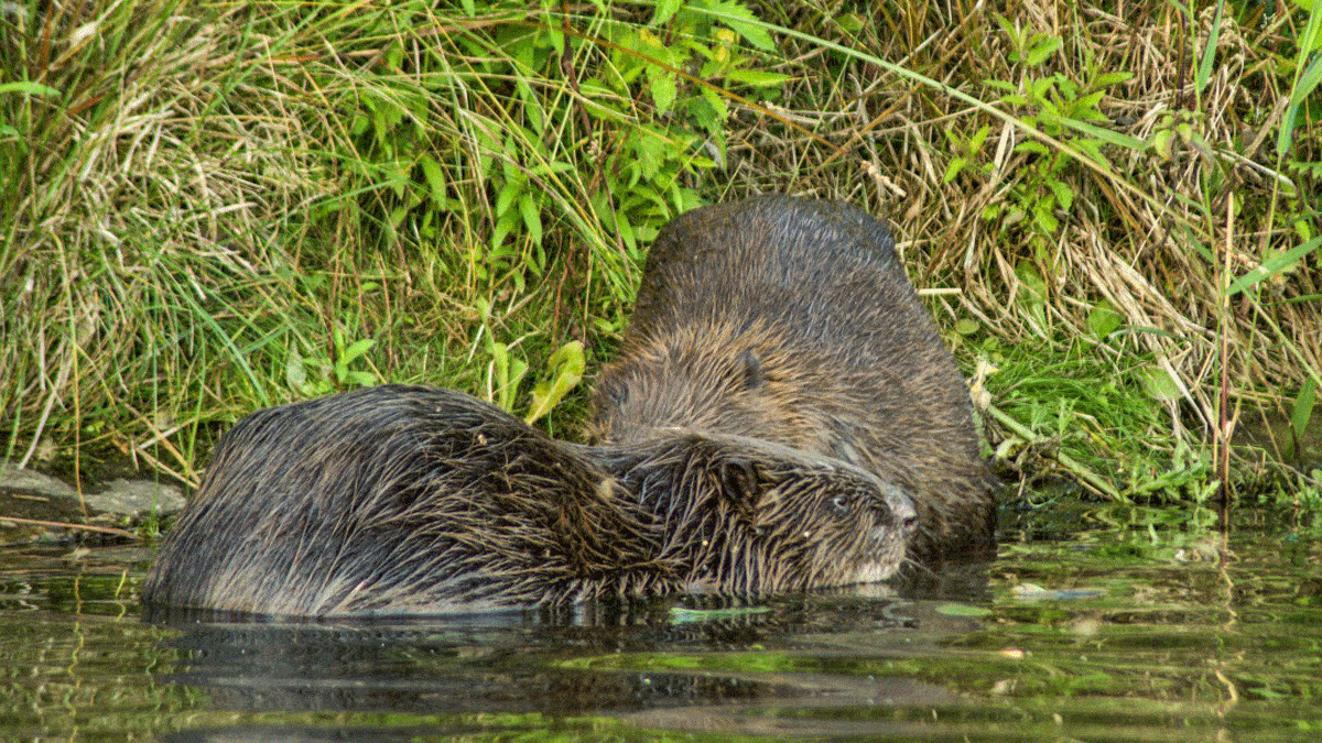 Fietsroute Bevertrail