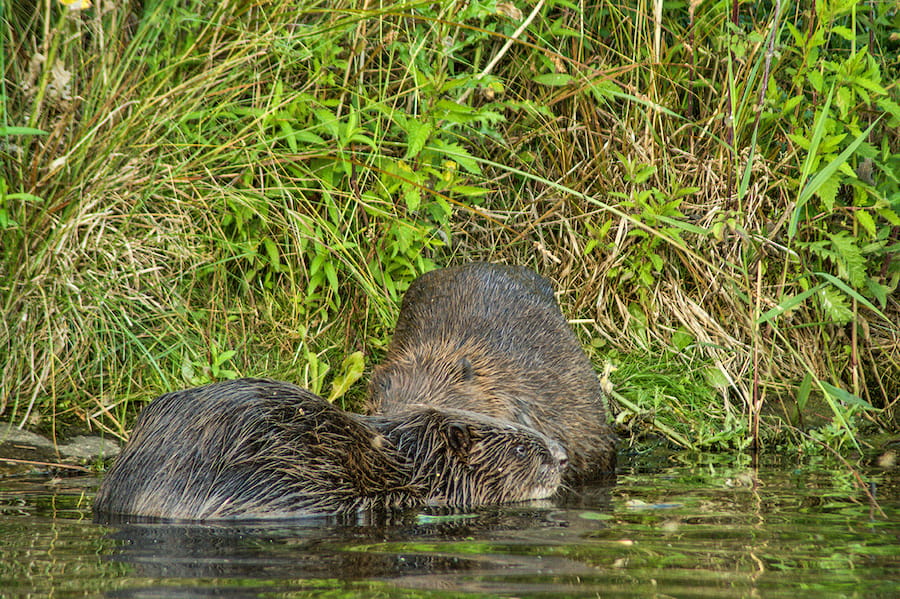 Fietsroute Bevertrail