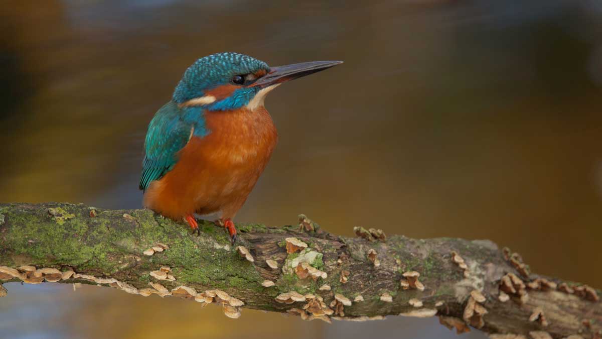 Wandelroute Natuurpad