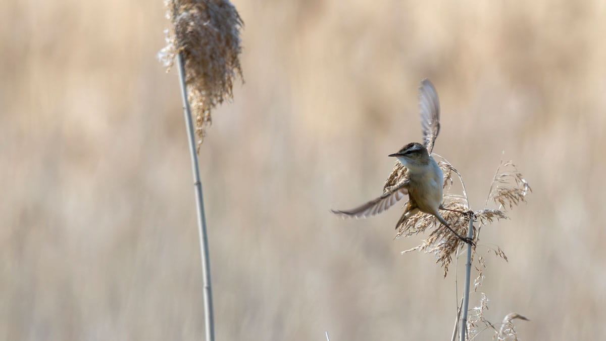 Vogels van het Kromslootpark